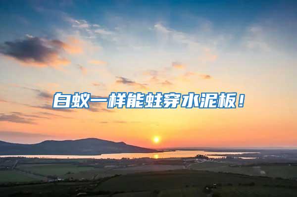 白蟻一樣能蛀穿水泥板！