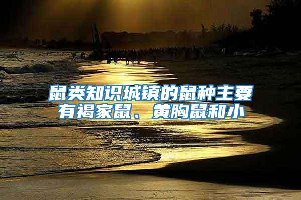 鼠類知識城鎮的鼠種主要有褐家鼠、黃胸鼠和小