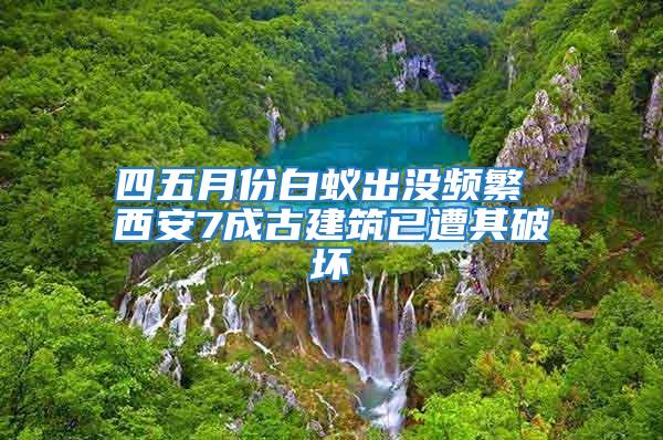 四五月份白蟻出沒(méi)頻繁 西安7成古建筑已遭其破壞
