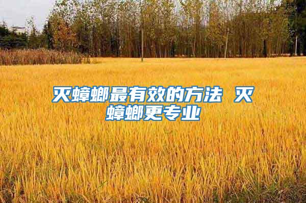 滅蟑螂最有效的方法 滅蟑螂更專業