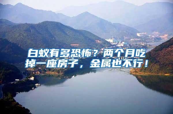 白蟻有多恐怖？兩個月吃掉一座房子，金屬也不行！