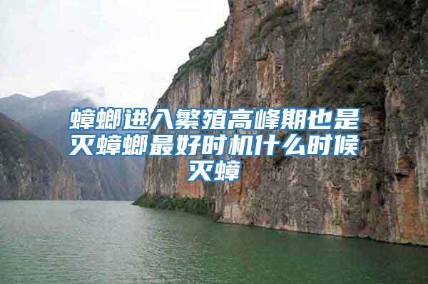 蟑螂進入繁殖高峰期也是滅蟑螂最好時機什么時候滅蟑