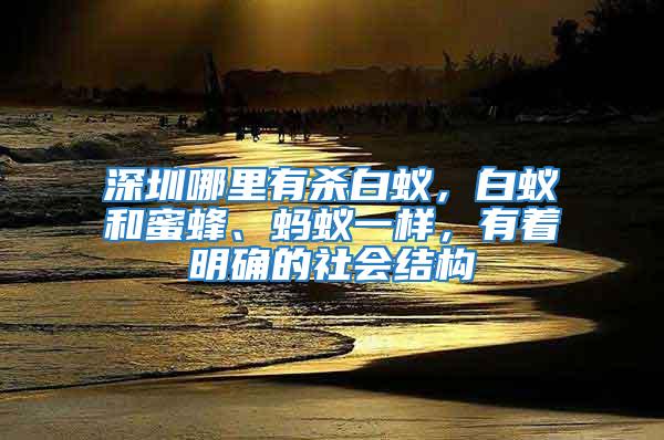 深圳哪里有殺白蟻，白蟻和蜜蜂、螞蟻一樣，有著明確的社會結(jié)構(gòu)
