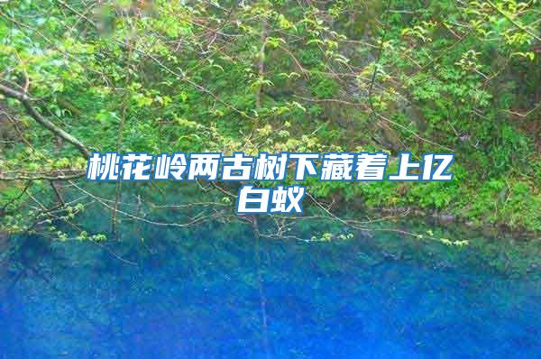 桃花嶺兩古樹下藏著上億白蟻
