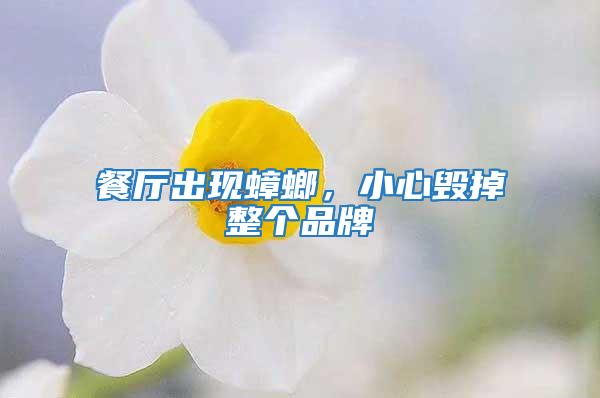 餐廳出現蟑螂，小心毀掉整個品牌