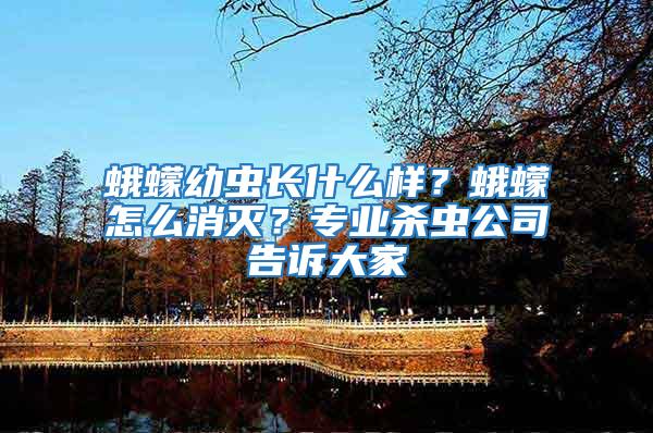蛾蠓幼蟲長什么樣？蛾蠓怎么消滅？專業(yè)殺蟲公司告訴大家
