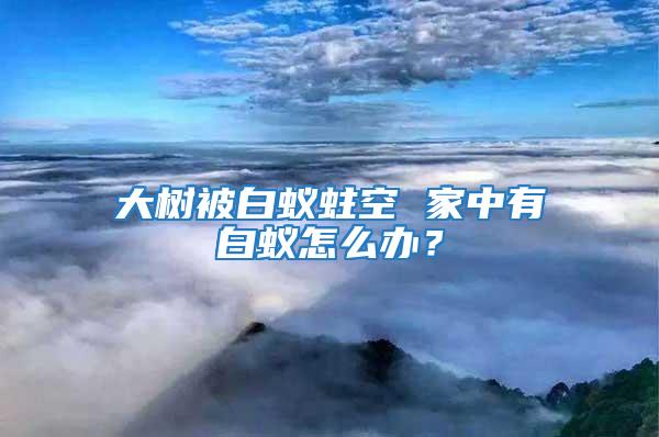 大樹被白蟻蛀空 家中有白蟻怎么辦？