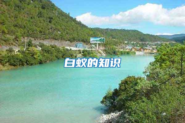 白蟻的知識(shí)