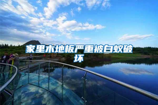 家里木地板嚴重被白蟻破壞