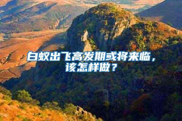 白蟻出飛高發(fā)期或?qū)砼R，該怎樣做？
