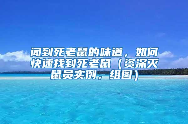 聞到死老鼠的味道，如何快速找到死老鼠（資深滅鼠員實例，組圖）