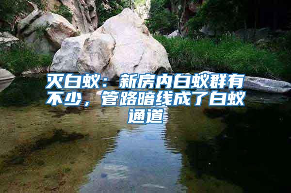 滅白蟻：新房內(nèi)白蟻群有不少，管路暗線成了白蟻通道