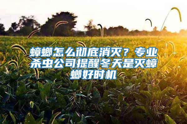 蟑螂怎么徹底消滅？專業殺蟲公司提醒冬天是滅蟑螂好時機