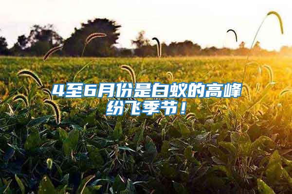 4至6月份是白蟻的高峰紛飛季節！