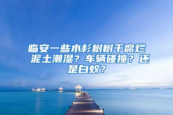 臨安一些水杉樹樹干腐爛 泥土潮濕？車輛碰撞？還是白蟻？