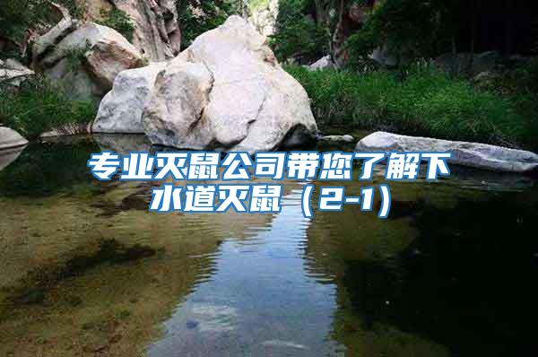 專業滅鼠公司帶您了解下水道滅鼠（2-1）