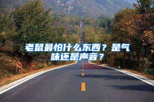 老鼠最怕什么東西？是氣味還是聲音？