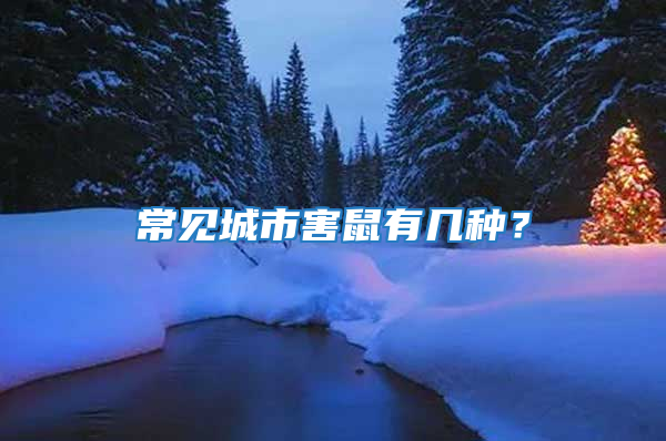 常見城市害鼠有幾種？