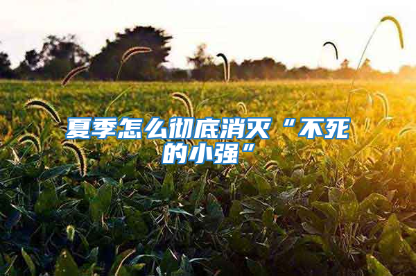 夏季怎么徹底消滅“不死的小強(qiáng)”