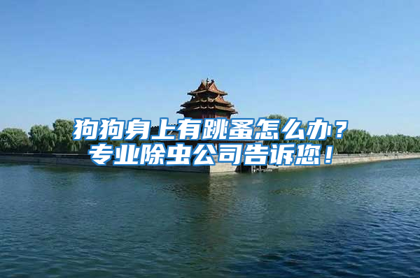 狗狗身上有跳蚤怎么辦？專業(yè)除蟲公司告訴您！